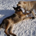 Hector :) as a little puppy