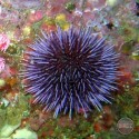 Sea urchin