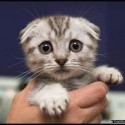 meow :)