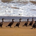 SANDWICH HARBOUR - filmár a fotograf Miro Pokorný Vás pozýva na Foto Safari do najfotogenickejšej krajiny sveta - viac info na: http://www.offroadtours.sk/fotosafari.html (Foto: Julo Nagy Namíbia/2008)