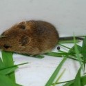 Živolovný odchyt hlodavcov 2
Ryšavka malooká (Apodemus microps) - asi samička, tohtoročné mláďa 