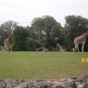 krásne žirafy :)