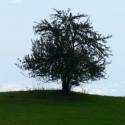 Solitary Tree