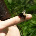 bumblebee :)