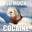 Ukážka z obrázkov v albume Cocaine animals