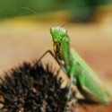 Kamoška zo záhrady alebo Čo na človeka sadne pri natieraní plota :)
Modlivka zelená (Mantis religiosa)