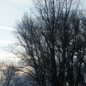 trees