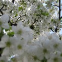 čerešňové kvety 