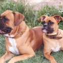 Boxer :) 
