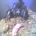 predator vs votrelec
