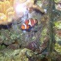 Hádajte, čo to je? Áno, veľmi správne, klaum očkatý alias Nemo... ale nie hocijaký, toto je malý Nemo z najznámejšieho obchodného domu v Londýne - Harrods! :P