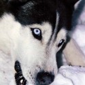 Ukážka z obrázkov v albume Sibírsky Husky 