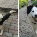 Pred a po :)
Leo - Bobi z OZ Tuláčik Brezno
Adoptovaný 21.6.2014 

