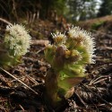 Ukážka z obrázkov v albume Príroda, fauna a flóra