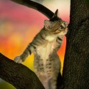 Meow!