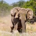 DAMARALAND - filmár a fotograf Miro Pokorný Vás pozýva na Foto Safari do najfotogenickejšej krajiny sveta - viac info na: http://www.offroadtours.sk/fotosafari.html (Foto: Julo Nagy Namíbia/2008)