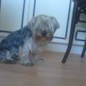 Moj havino...Lucky:)