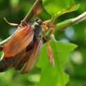 Ukážka z obrázkov v albume Príroda, fauna a flóra