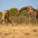 NP ETOSHA - filmár a fotograf Miro Pokorný Vás pozýva na Foto Safari do najfotogenickejšej krajiny sveta - viac info na: http://www.offroadtours.sk/fotosafari.html (Foto: Julo Nagy Namíbia/2008)