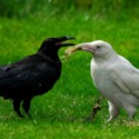 Corvus Corax