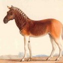 Quagga: z polovice zebra, z polovice kôň (vyhynutý od roku 1883)
Jeden z Afrických najslávnejší vyhynutých zvierat, quagga bol poddruh zebry stepnej, ktorý bol raz nájdení vo veľkých počtoch v Kapskej provincii Južnej Afriky.