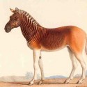 Quagga: z polovice zebra, z polovice kôň (vyhynutý od roku 1883)
Jeden z Afrických najslávnejší vyhynutých zvierat, quagga bol poddruh zebry stepnej, ktorý bol raz nájdení vo veľkých počtoch v Kapskej provincii Južnej Afriky.