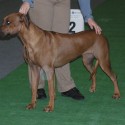 Rhodesian Ridgeback