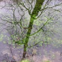 water tree ...nehmatateľný obraz do rieky spadol...nič, len tieň...