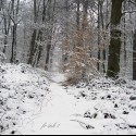 Ukážka z obrázkov v albume 13.3. - V lese =)