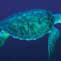 Sea turtle