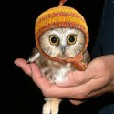 Ukážka z obrázkov v albume Owls