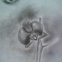 Skúšobné_4 - Orchidea phalaenopsis + oko (uhlíková a grafitová ceruza)