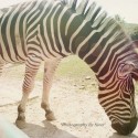 Zebra :)