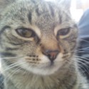 Cauky  mnauky