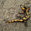 Salamandra škvŕnitá