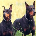 Doberman Pinscher - toto je môj vysnívaný psík! Takého raz budem mať :)