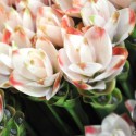 Ukážka z obrázkov v albume flora