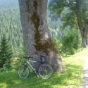 Ancient one a moj bike aby ste videli aky je velky :D (ten strom )