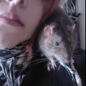 ja a rattus