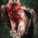 The Bearded Vulture