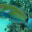 Moon wrasse