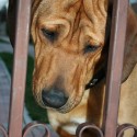 roky 2