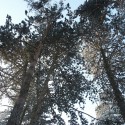 trees