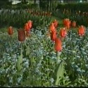 Tulipány zatiaľ nebola na ne napísaná báseň