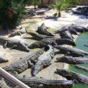 krokodilia farma s 300 krokodilmi dovezenymi z Madagaskaru - Djerba´07