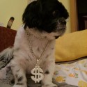 gangsta dog