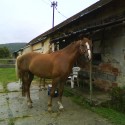 Zuzko