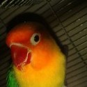 Pipoo :-*