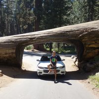 Lezim v posteli a hovno robim s kopou povinnosti pred sebou, tak sem aspon hodim fotku - Tunnel log v Sequoia National Park