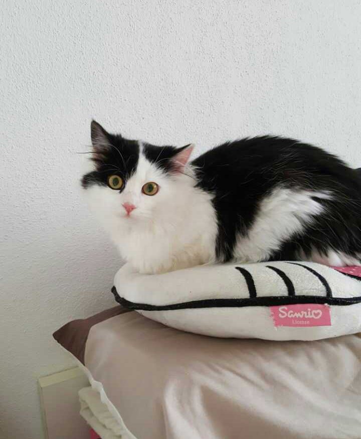 toto je moja ema a dnes ju sterilizuju :(